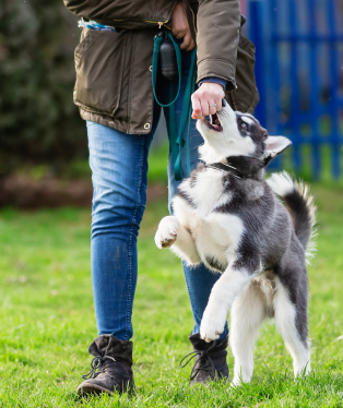 Dog obedience training near you