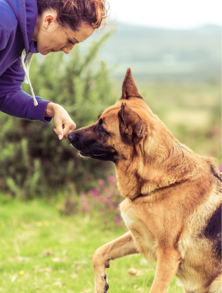 Dog behavior training near you